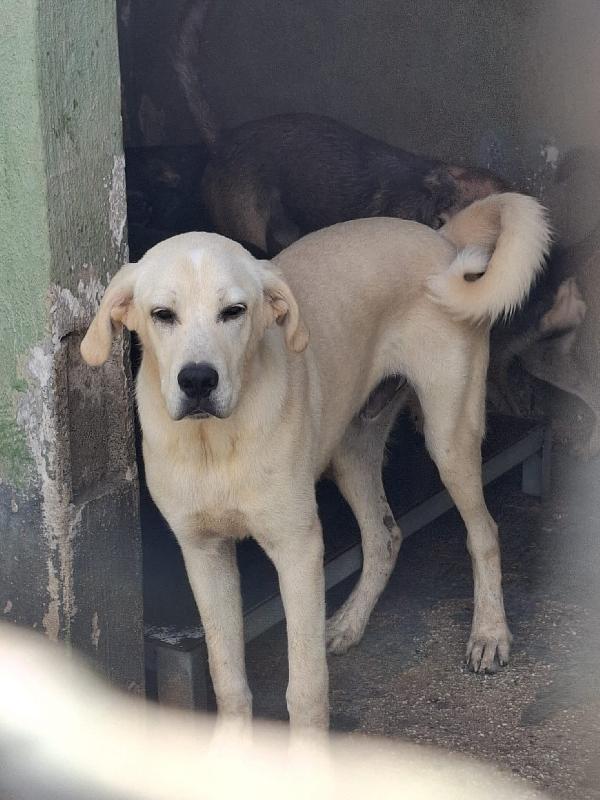 Cremino, cucciolo 1 anno taglia medio-grande – simil Labrador Foto 2